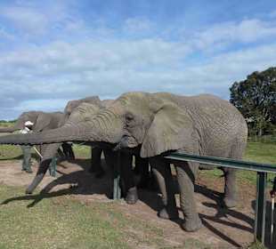 Knynsa Elephant Park