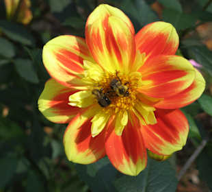 Im Herbst blühte leider nur noch wenig