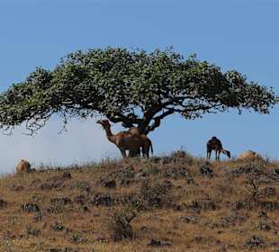 Dhofar Gebirge