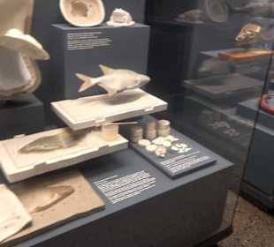 Museum der Naturkunde