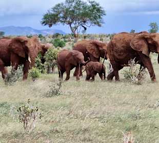 Elefenten Herde mit Baby