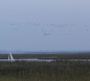 Einflug der Kraniche