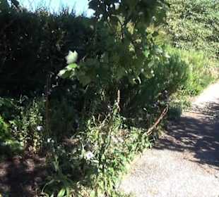 Steingarten - Berggarten