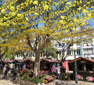 Impressionen vom Blumenfestival in Funchal
