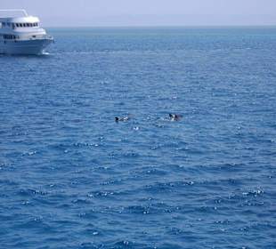 Und noch mehr Delfine