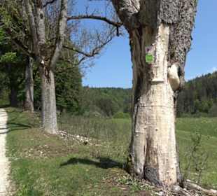 Premiumwanderweg Hochgehschätzt