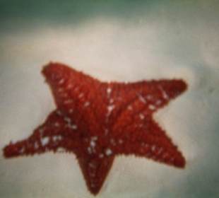 Karibische Unterwasserwelt