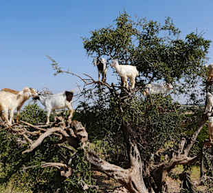 Arganbaum mit Ziegen