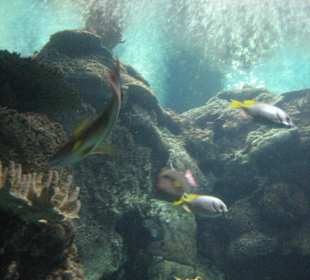 eines der Aquarien