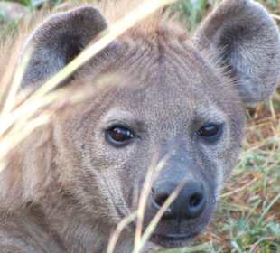 Tüpfelhyäne / Masai Mara