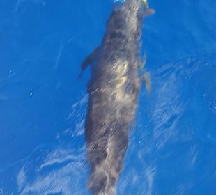 Delfin beim Schnorchelausflug