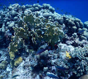 Schnorcheln Willemstad