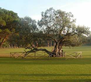 Olivenbaum