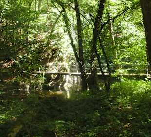 Imposante Lichtreflexe im Wald