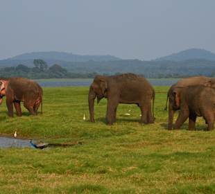 Elefanten im Minneriya Nationalpark