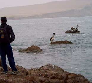 Péninsule de Paracas