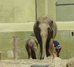 Elefantin Temi mit Ludwig