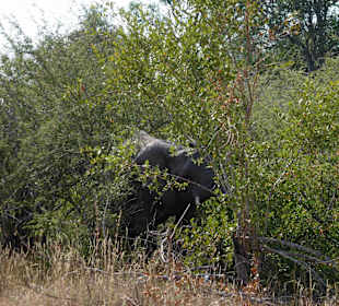 Krüger Nationalpark