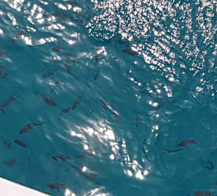 LABRANDA Royal Makadi