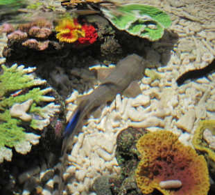 DNA Becken Hai Seegurke und Korallen