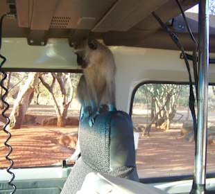 Unser "Mitreisender" klaut Schokoriegel