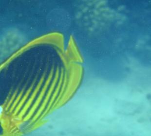 Einige Schnorchel Bilder am Strand