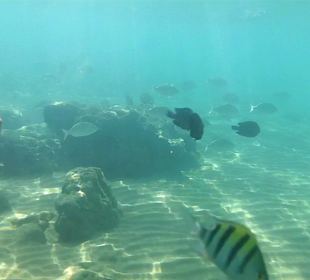 Schnorcheln Hurghada