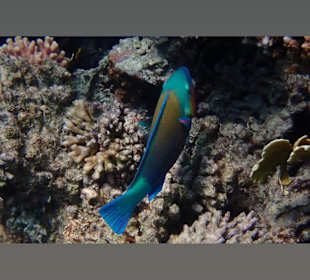 Schnorcheln Makadi Bay