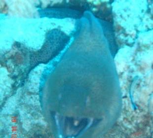 Reef Oasis Beach Resort