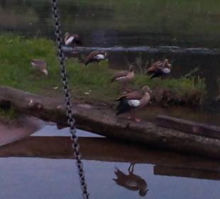 Abendstimmung an der Weser