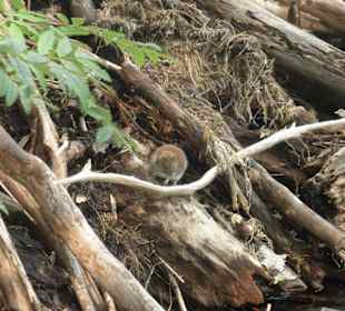 Auf dem Biberbau wohnt ne Maus