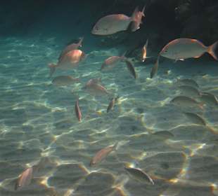 Inmitten eines Fischschwarms schnorcheln