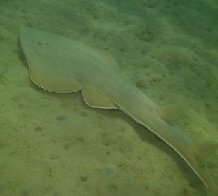 Gitarrenrochen zwischen Hausriff und Strand