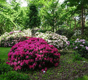 Hauptblüte im Rhododendronpark Bremen