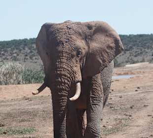 Addo Elephant Park