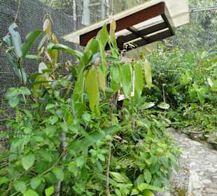 Poring Hot Springs - Schmetterlingsgarten