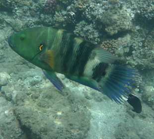 Besenschwanzlippfisch