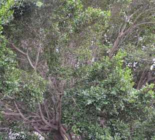Masca