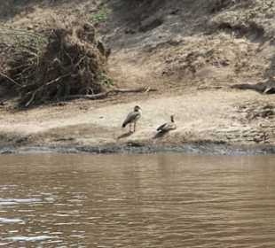 Raubvögel warten auf Aas