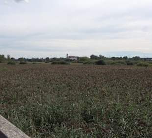 Federseesteg Bad Buchau
