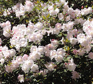 Spaziergang durch den Rhododendronpark Westerstede