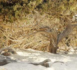 Der Wald auf der Chrissi Insel