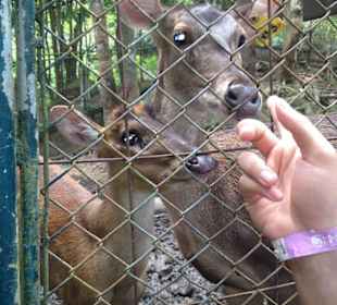 Namuang Safari Park (Koh Samui)