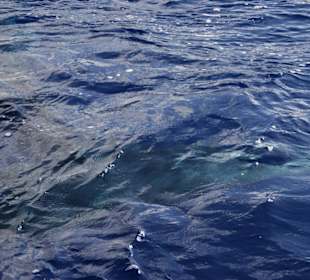 Whalewatching mit der Ribeira Brava
