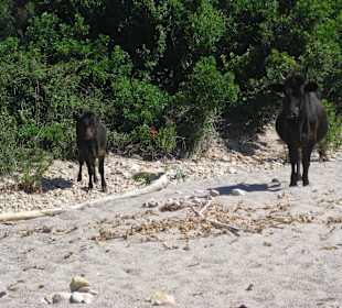 Kühe am Weg zum Strand