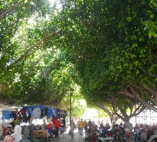 Schattenbäume in Mahdia auf dem Markt Freitags
