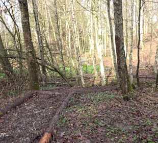 Gomaringer Rundweg - Zu den Giganten im Wald
