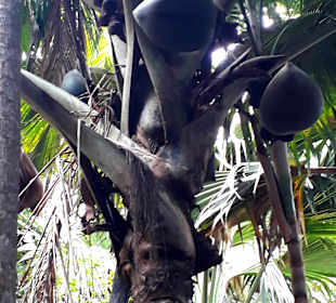 Nationalpark Valleé de Mai