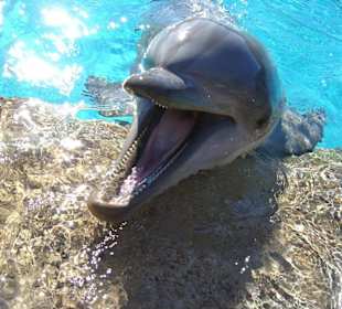 Sea World Dolphin