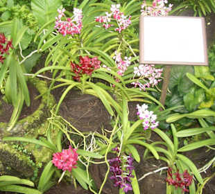 Orchideengarten